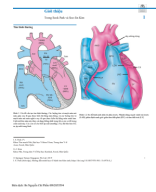 1. Giải phẫu tim bình thường Biên dịch Bs Nguyễn Chí Phồn.pdf