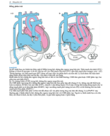 25.Đồng dạng nhĩ 2.pdf