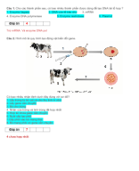 PHẦN III CÂU HỎI TRẢ LỜI NGẮN CÔNG NGHỆ GENE - GV.docx