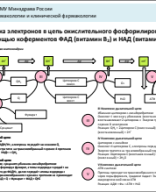 5) Схема 3. Роль витаминов группы В в работе дыхательной цепи