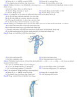 ĐỀ CÂU HỎI TRẮC NGHIỆM CẢM ỨNG ĐỘNG VẬT.docx