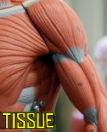 Part 3 Muscle and Nervous Tissue.pdf