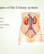 Anatomy-of-urinary-system.ppt