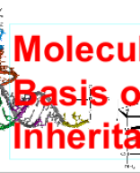 06. MOLECULAR BASIS OF INHERITANCE.pptx