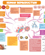 03. HUMAN REPRODUCTION.pdf