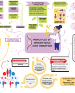 05. PRINCIPLES OF INHERITANCE AND VARIATION.pdf