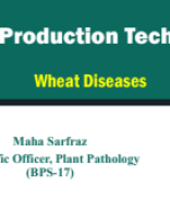 Wheat Diseases (Production Technology).pdf