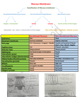 Oral  Mucosa new 2024 (1).pdf