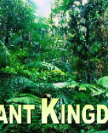 3 Plant kingdom - picture slides - Demo.pptx