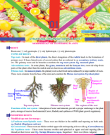 MORPHOLOGY OF FLOWERING PLATNS & ANATOMY OF FLOWERING PLANTS.pdf