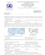 43. Đề thi thử TN THPT Sinh Học 2024 - TRẦN PHÚ - HP - L2.docx