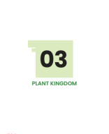 PLANT KINGDOM.pdf