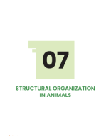 STRUCTURAL ORGANIZATION IN ANIMALS.pdf