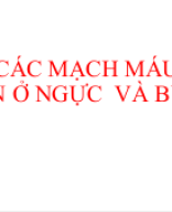 mạch-máu-lớn-NGỰC-BỤNG.pptx