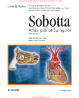 sobota- atlas giải phẫu người.pdf