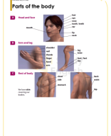 LESSON 25 - Parts of the body.pdf