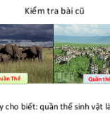 Bài 43 Quần xã sinh vật.pptx