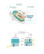 Bacterial Structure .pdf