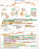 Basic Virology-Copy.pdf