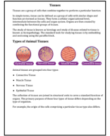 Chapter - 2 Tissues.pdf