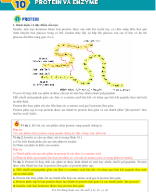 Bài 10. Protein và enzyme - GV.docx