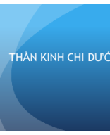 thần kinh chi dưới.pptx