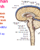 Bản sao của TK Y AB 31,2017.ppt