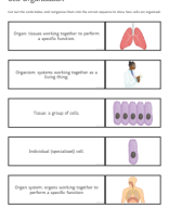 Worksheet Cell organisation