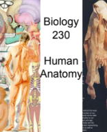 Human Anatomy.pdf