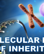 6 Molecular basis of inheritance - Picture slides - Demo.pptx