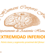 17. SEMANA 04-3 Pelvis ósea y segmento proximal del fémur.pptx.pdf