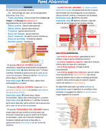 12. PARED ABDOMINAL (ANATOMÍA).pdf