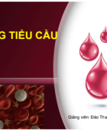 Dòng tiểu cầu.pdf