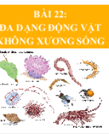 Bài 22. DA DANG DONG VAT KHONG XUONG SONG.pptx