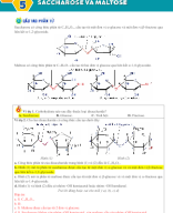 Bài 5. Saccharose và maltose - GV.docx