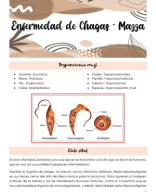 Clase 17-Enfermedad de Chagas -Mazza.pdf