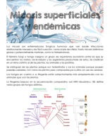 Clase 19-Micosis superficiales y endémicas.pdf