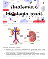 Clase 5-Anatomía e histología renal.pdf