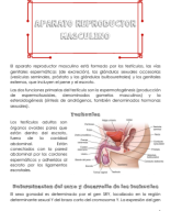 Clase 6-Aparato reproductor masculino.pdf