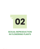 SEXUAL REPRODUCTION IN FLOWERING PLANTS.pdf