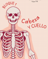 Anatomía: Bloque 1 (CLC).pdf