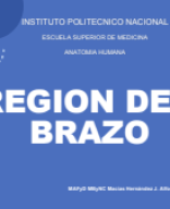 Region del brazo 2024.pdf