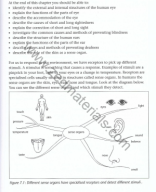 7. The sense organs.pdf