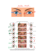 Ocular muscle.pdf