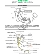 4. Mandibular nerve.pdf