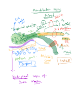 Trigeminal Nerve