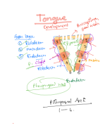 Tongue | Development.pdf