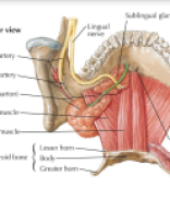 Tongue by dr Sarwer Biplob.pdf