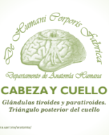 3.  SEMANA 12-3 Glandulas tiroides y paratiroides. Triangulo posterior del cuello.pptx.pdf