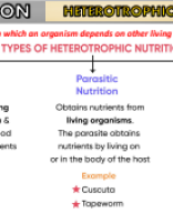 Part 2 Nutrition in human.pdf